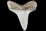 Cretaceous Shark (Cretoxyrhina) Tooth - Kansas #71750-1